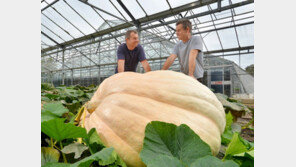 1톤 자이언트 호박의 비밀은 ‘체관부’, 당분 적어 ‘맛은 별로’…98%가 수분