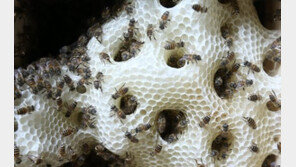 세계 첫 ‘토종벌 유전자’ 해독 성공, 로열젤리 다른 이유가…