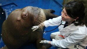 바다코끼리 ‘매리’ 건강검진