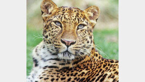 한국표범, 한반도에서 다시 포효할까