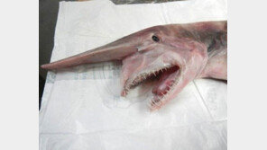 호주 마귀상어 포획 낚시꾼 “해저 609m에서부터 끌어올려” …박물관 전시예정