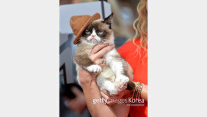 고양이가 먹으면 안 되는 음식, 모르고 먹였다가 ‘큰일 날 뻔’ 심장 철렁 