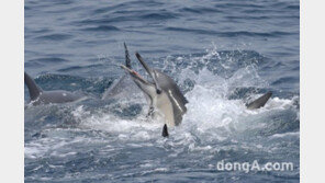 돌고래 장례문화, 죽음의 ‘아픔’ 인간만 느끼는 것 아냐…