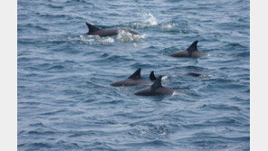 돌고래 장례문화, 죽은 돌고래 떠받쳐 애도 ‘신기하네’