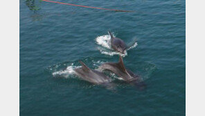 돌고래 장례문화, 지능 높은 일부 동물들 가족 죽으면 애도 표시