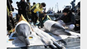 돌고래 장례문화,  수면위로 뜨게 하려 오랫동안 노력