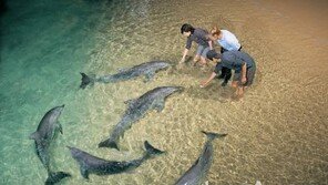 돌고래 장례문화, 등과 머리로 죽은 돌고래 떠받치고 수시간 헤엄