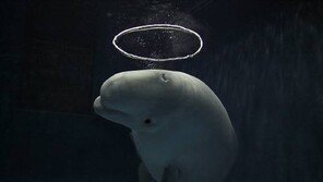 돌고래 장례문화, 가족 죽었을 때 애도하는 의미의 특별한 행동 보여...