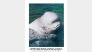 돌고래 장례문화, 가족이 죽자 슬픔을 온몸으로 표시 "감수성 풍부한 동물"