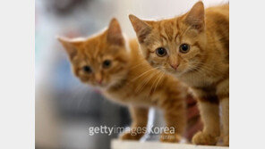 서울 반려동물 반환비 도입 예정 “마리당 5만원, 최소한의 책임 묻는 것”