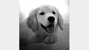 서울 반려동물 반환비 도입, “유기동물 구조와 보호에 들어간 실비 수준의 비용을 청구하는 것은…”