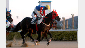 국산마 ‘경부대로’, 첫 1군 산지 통합경주서 우승