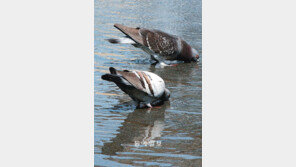 비둘기의 학습법, 어린이 단어 학습 방식과 비슷? 연구 결과 보니… 