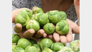 ‘동전 크기 양배추’ 방울양배추… 포만감 주는 섬유질 ↑