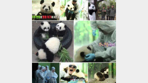 ‘애니멀즈’, 中 전염병 문제로 ‘곰 세 마리’ 촬영 중단