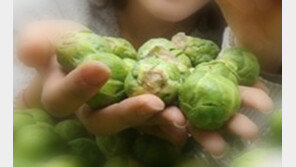 동전 크기 양배추, 다이어트 식품?…포만감을 주는 섬유질 풍부