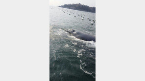 ‘전세계에 300마리’ 40여 년 만에 나타난 긴수염고래 구조작전