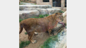 어린이대공원 사육사, 사자에 물려 사망…사고 당시 목격자는? ‘충격’