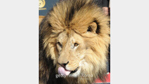 어린이대공원 사육사, 자신이 키우던 사자한테 물려 ‘중태’