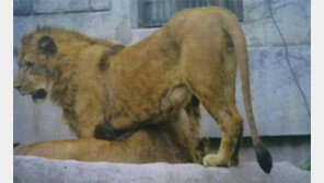 어린이대공원 사육사, 방사장에 남아있는 사자에 물려 사망…‘20년 베테랑인데 왜?’