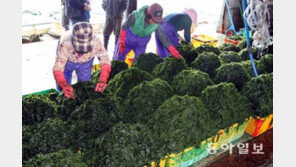 흡연자가 먹어야 할 해조류 1부터 5까지, 파래는 니코틴을 중화 몸 밖으로 배출