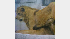 어린이대공원 사육사 사자에게 물려 숨져, 당시 CCTV보니 사자 두 마리만 희미하게…