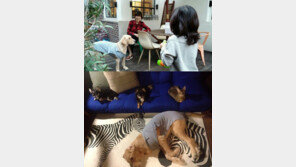 ‘해피투게더’ 구혜선 “큰 집에 애완동물 10마리와 살아”