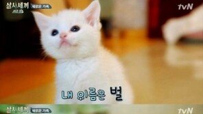 ‘삼시세끼 어촌편’ 벌이, ‘너 이렇게 귀여워도 돼?’… 관심↑