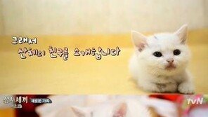 '삼시세끼' 마스코트 '산체' 위협하는 '벌이'…"인형이야? 고양이야?"