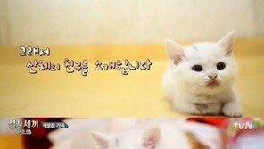 ‘삼시세끼’ 산체 새 친구 고양이 벌이 등장…‘우월 비주얼’