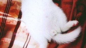 ‘삼시세끼’ 벌이 근황, “셋째 작가 집에서 폭풍 성장”