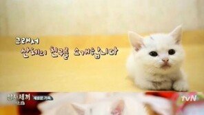 ‘삼시세끼’ 벌이 등장, 산체 못지않은 ‘인형 외모’