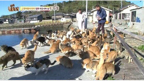 고양이들의 천국 아오시마섬, 길고양이와 주민들의 훈훈한 공존