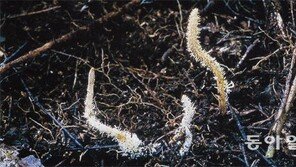 ‘동충하초’에 포함된 코디세핀 성분 천연 항생 물질로 면역기능 높여