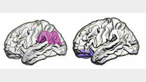 “필로폰 투약 청소년 뇌 손상, 성인의 7배”