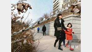 청계천에 버들강아지… 성큼 찾아온 봄