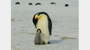 펭귄이 단맛, 쓴맛, 감칠맛 못 느끼는 건 ‘이것’ 탓