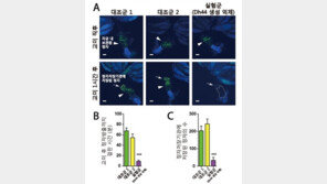 스트레스가 불임원인, 초파리 정자 자궁에서 방출 시간 보니…
