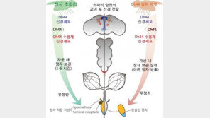 스트레스가 불임 원인, 초파리 호르몬으로 국내 연구진 밝혀