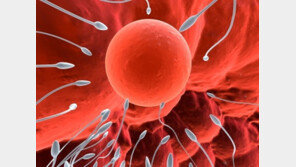 스트레스가 불임 원인, 초파리로 밝혀진 진실