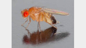 ‘스트레스 불임’ 과학적 근거 찾았다…“정자 방출 시간이 달라”