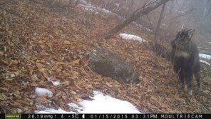 멸종 위기 산양 포착, 케이블카 건설 사업 중단되나? 양양군 “이동경로일 뿐”
