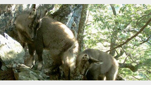멸종 위기 산양 포착, 케이블카 공사 예정지서 발견 ‘공사 이대로 중단?’