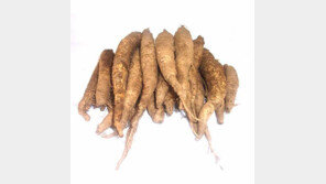 제철 음식 더덕 효능, 위·허파·비장·신장을 튼튼하게…독충에도 효과?