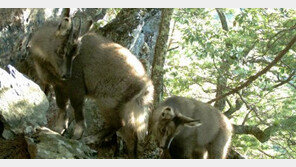 멸종 위기 산양 포착, 설악산 해발 1100m 지점 설치된 무인카메라에 ‘찰칵’