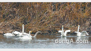 큰고니 이동경로 추적, “시베리아로 돌아간다”