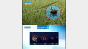 야생진드기 물린 환자 치료하던 의료진, 2차 감염… “신체분비물에 2차 감염” 추측