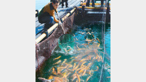 [대전/충남]송어 바다양식 성공