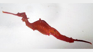 루비 해룡 발견, 150년 만에 발견된 새로운 종(種)…생김새 보니 ‘깜짝’