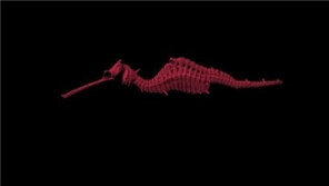 루비 해룡 발견, 실제 존재하는 종(種)?